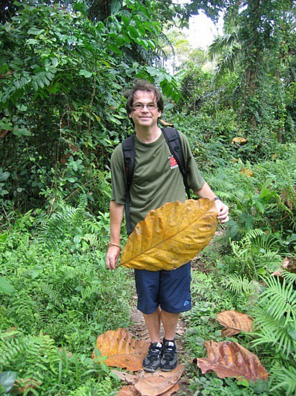 Feuille geante - Ubud - Giant leaf