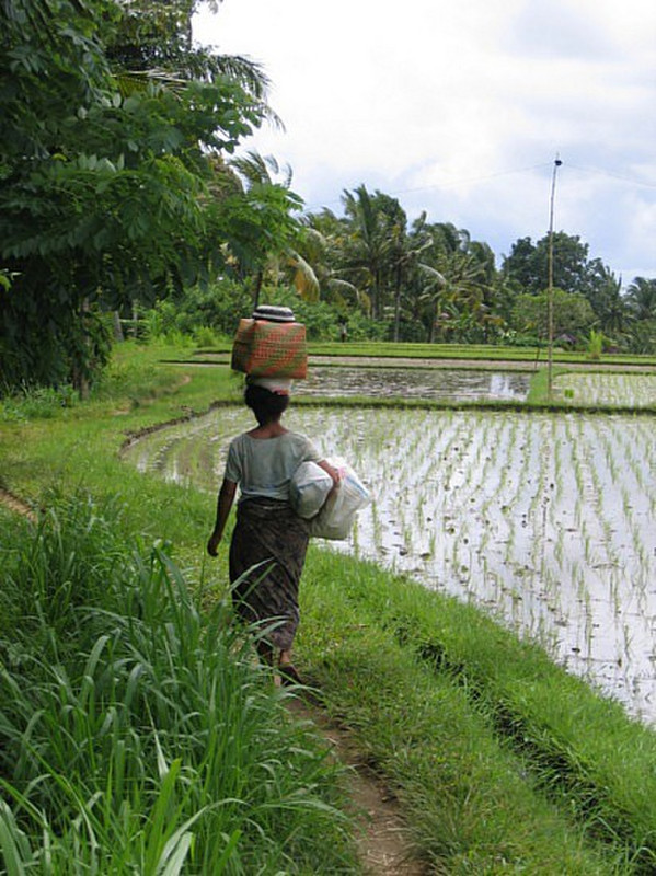 Risiere - Ubud - Rice field 5