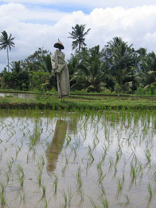 Risiere - Ubud - Rice field 6