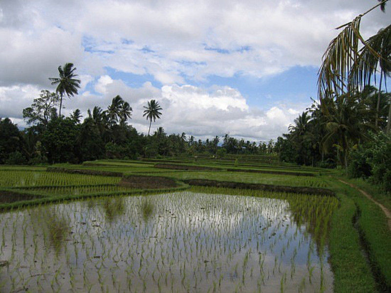 Risiere - Ubud - Rice field 8