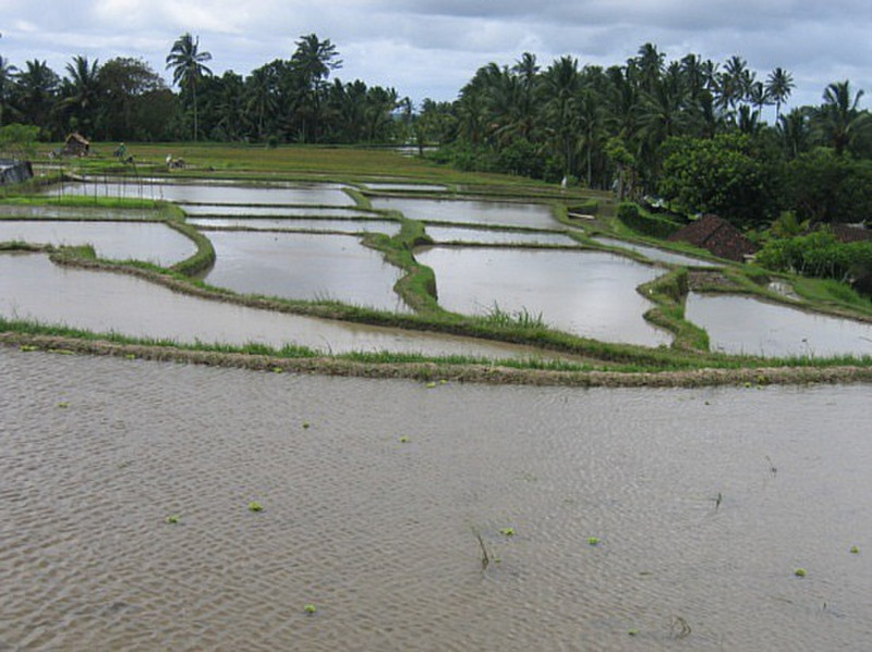 Risiere - Ubud - Rice field 9