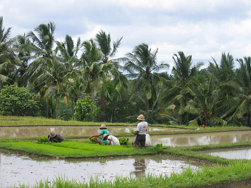 Risiere - Ubud - Rice field 10