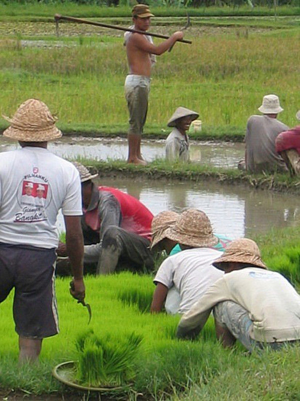 Risiere - Ubud - Rice field 11
