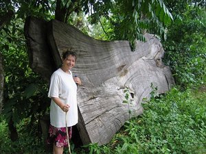 Abre geant - Ubud - Giant tree