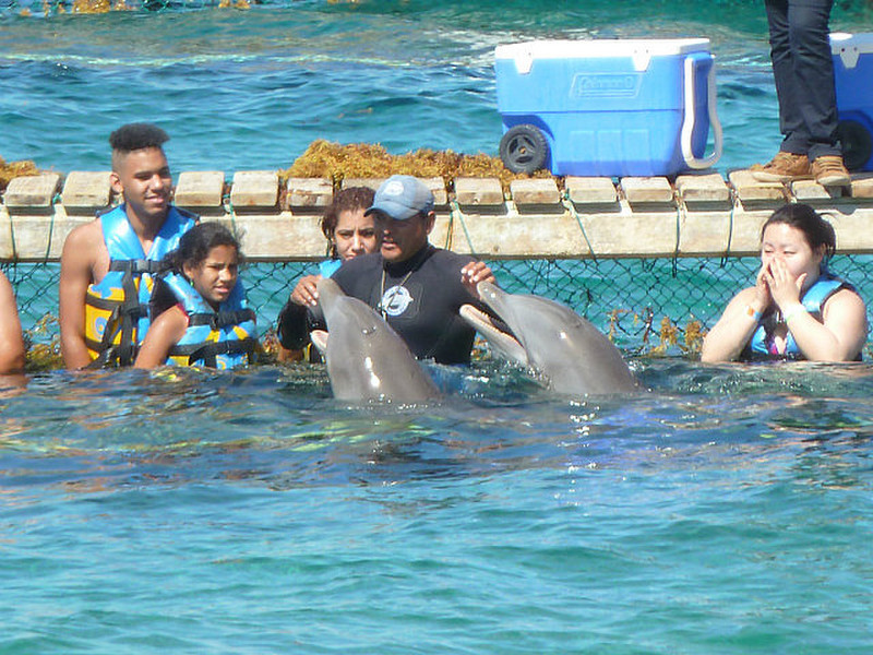 Exhibition de dauphins
