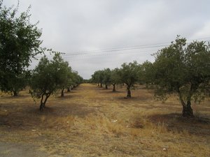 En route - plantation d&#39;olivier