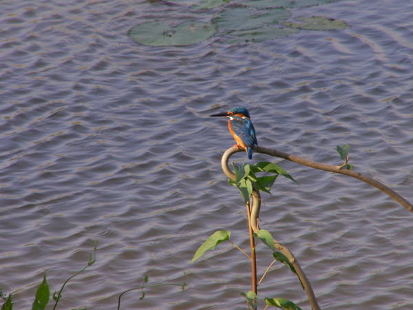 A Kingfisher! 