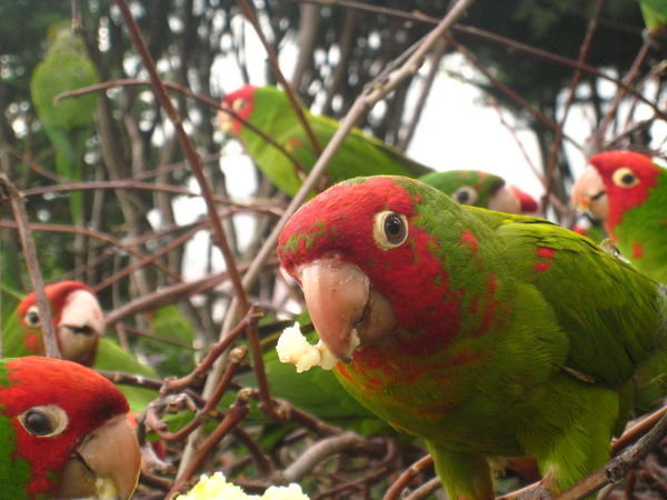 Parrots on Telegraph Hill