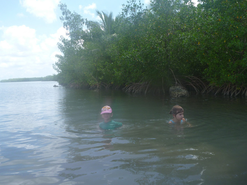 Les mangroves en arrière plan