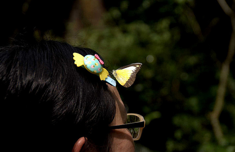 Butterfly on Winnie&#39;s head