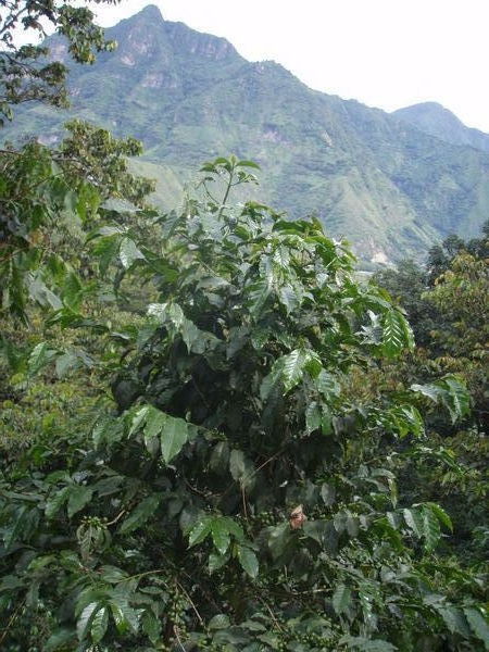 A Coffee Plant