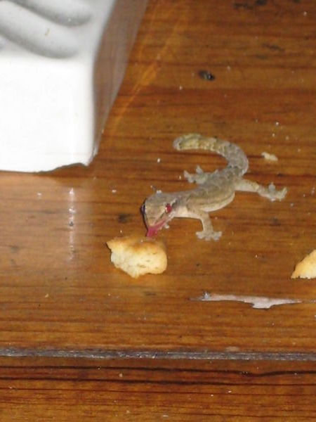 A lizard stealing a lick of my cookies