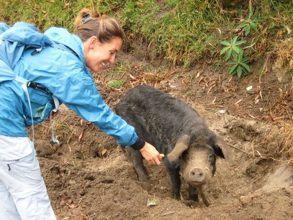 Liz giving blueberry cookies to a pig