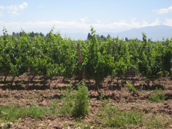 Mendoza vineyard