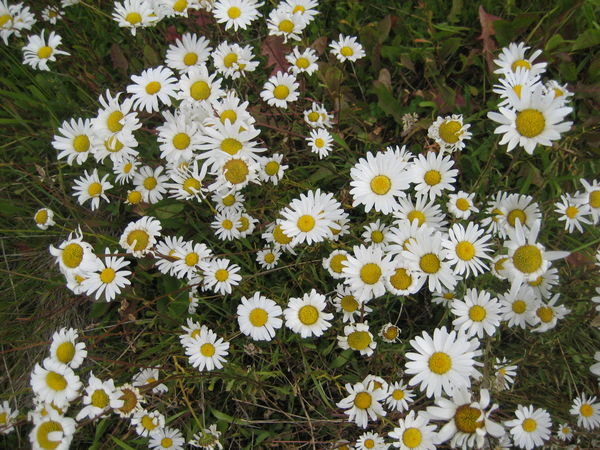 Daisies have taken over Patagonia