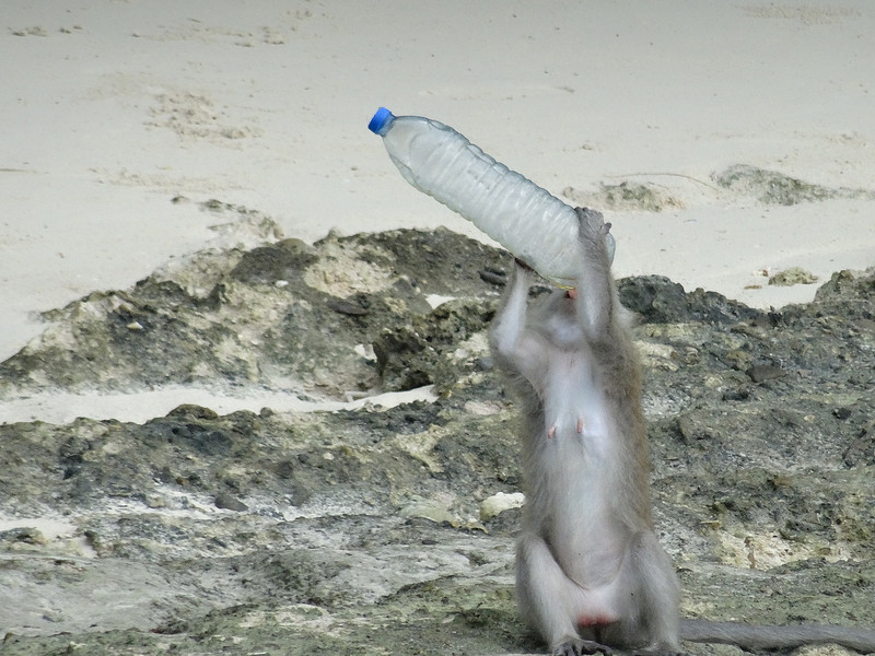Monkey with bottle