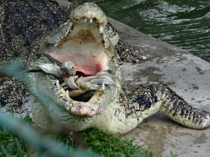 Croc with feed of fish