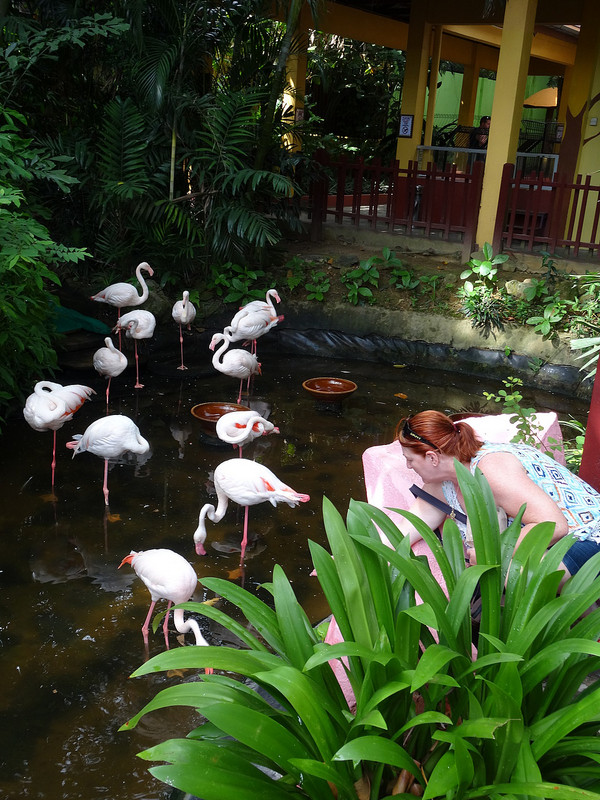 Kate feeding flamingos