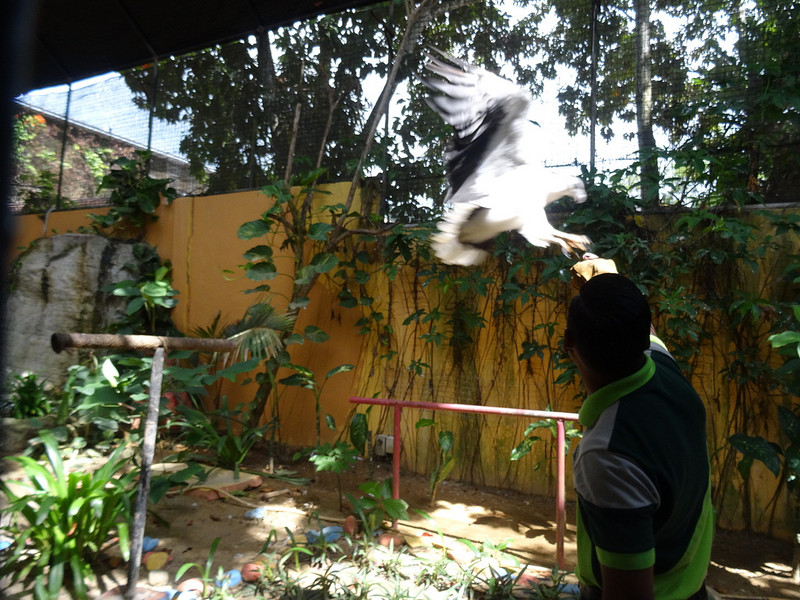 Eagle feeding