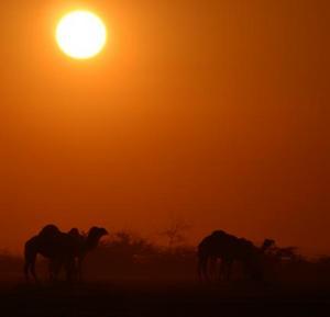 Camels and Sunset