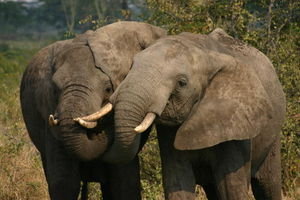 WWF Elephants