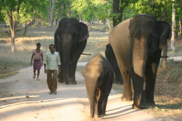 Walking the Elephants Home