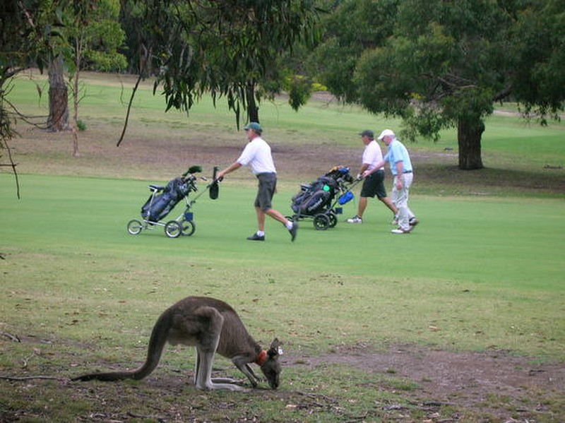Golf course enroute to Great Ocean Road