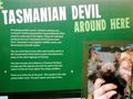 Spotted - The Tasmanian Devil!