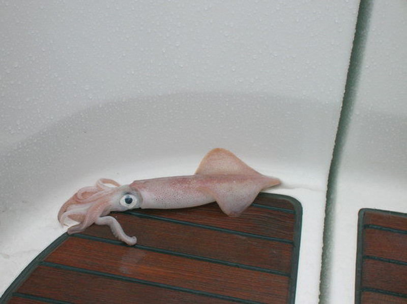 One of the 4 squid that flew into our boat