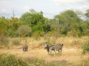 Zebras and Impalas