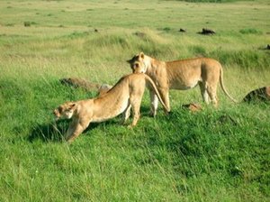 Interesting Lion behaviour