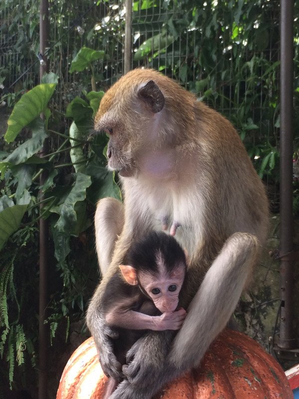 Monkey Mama and her baby
