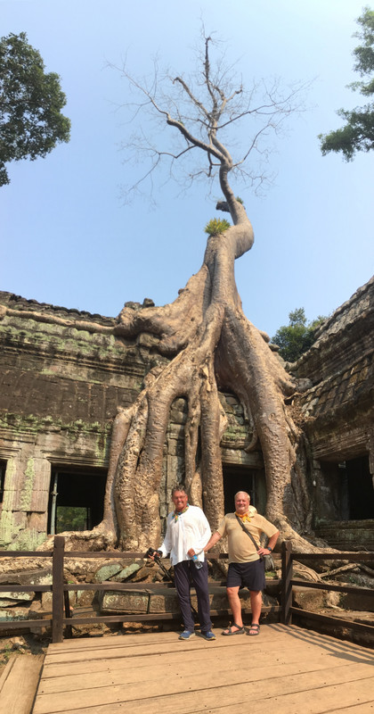 Tree growing in Temple