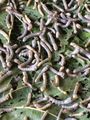 Silk worm - larvae