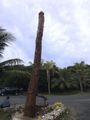 Easo, Lifou, New Caledonia - Phallic totem pole!