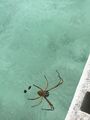 Easo, Lifou, New Caledonia - Spider Deadly - Yikes!