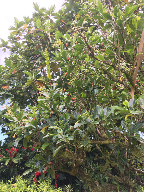 Hilo - Macadamia nut tree at Moana Loa Factory