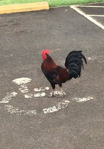 Nawiliwili,  Kauai - Handicapped parking Rooster!.