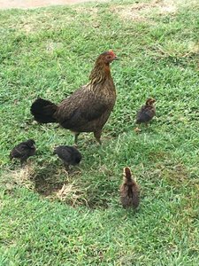 Nawiliwili,  Kauai - Hen and chicks
