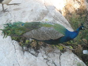 Lokrum Island Peacock