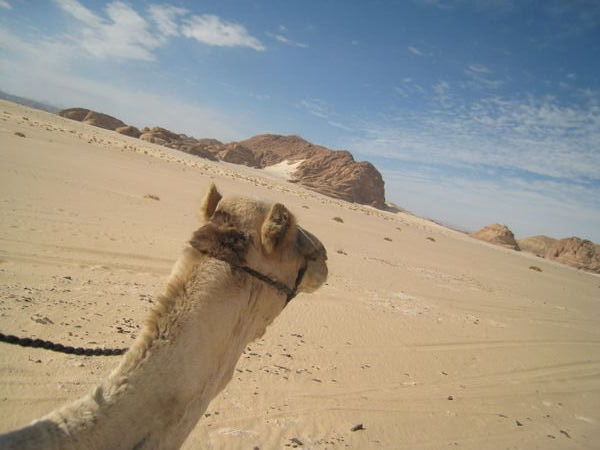 Camel view