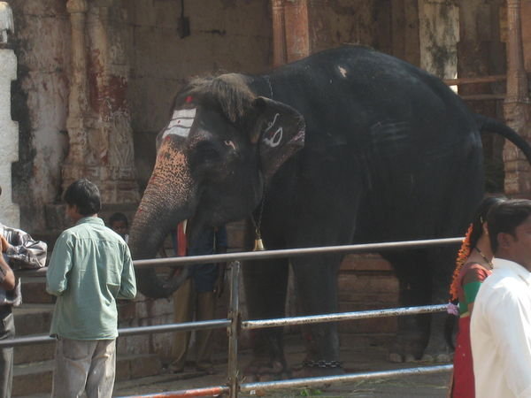 Lakshmi the temple elephant