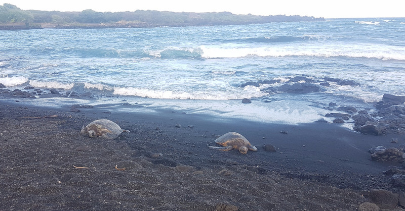 Turtles on Black Sand Beach