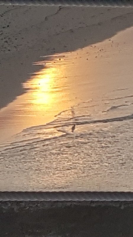 Some sort of heron in the water at sunset in Langkawi
