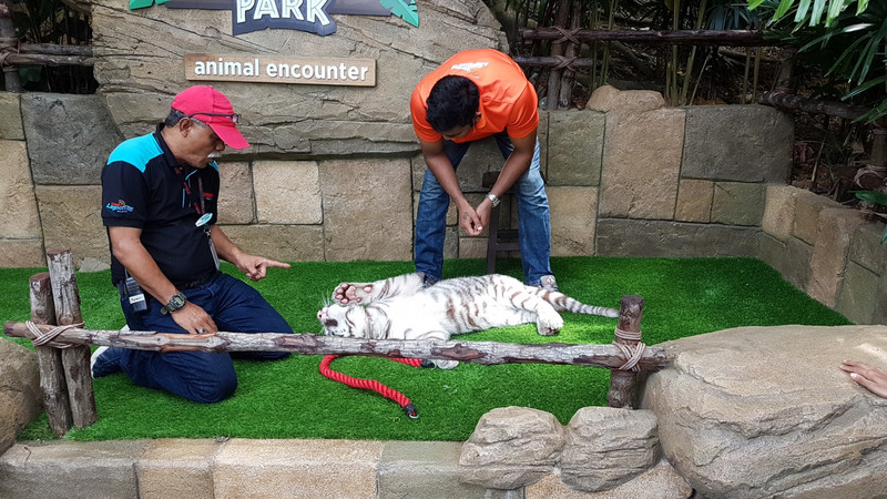 5 month old white tiger cub very playful