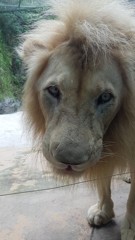 White or 'blond' lion