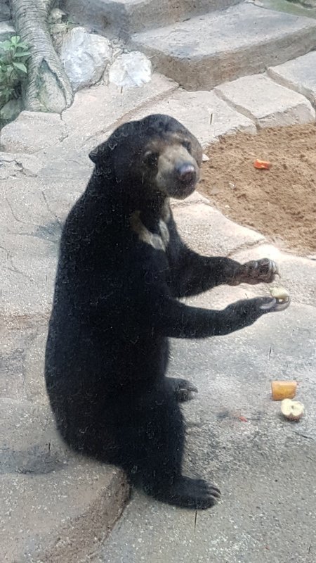 Please can i have some more - Sunbear