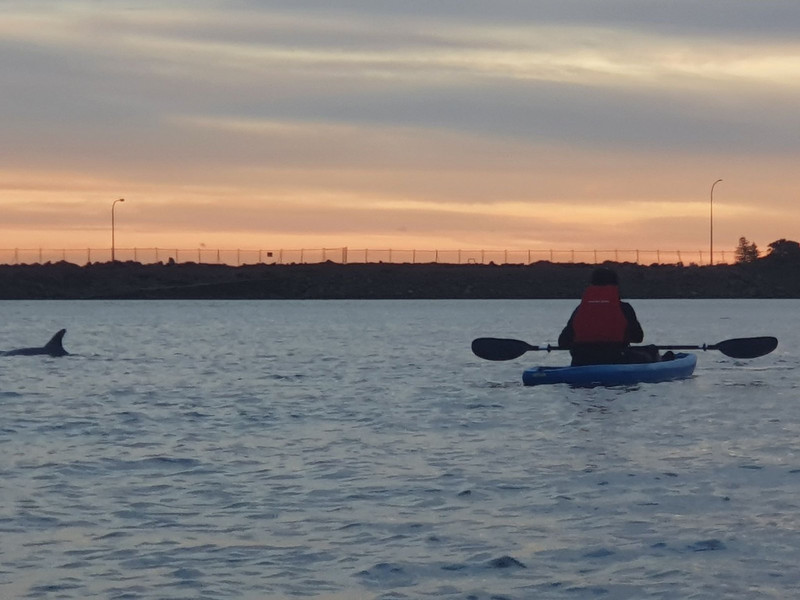 Kayaking with Dolphins - Whyalla Marina