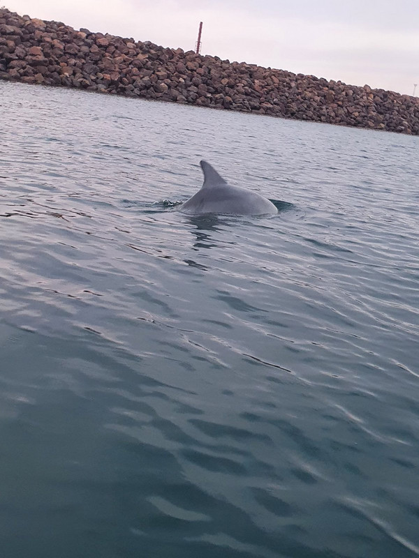 Whyalla Marina Dolphins