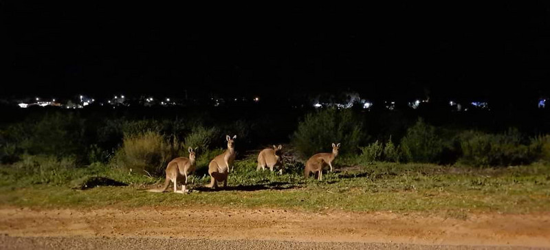 Kangaroos by our campsite